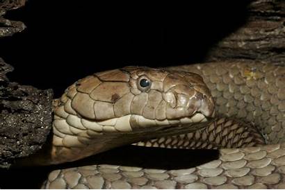 Cobra King Kobra Park Guindy India Snake