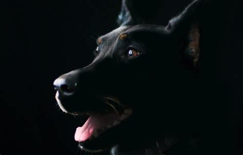 Doberman Guard Dog Pictures Walker Buys 40 000 Doberman Guard Dog
