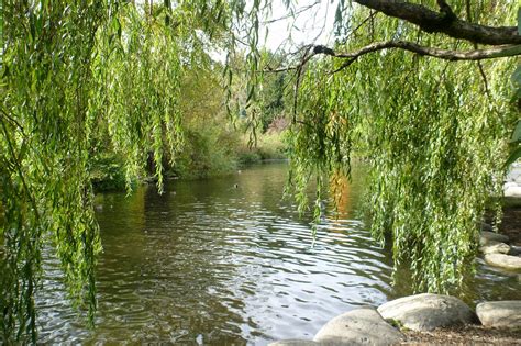 Can someone please tell me how to take a cutting from a willow tree and how to get the cutting to grow? Riding the Wet Coast: In Search for Fall Colour, gave up ...