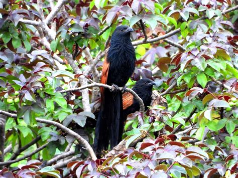 Using translate.com for business in filipino to english? Bubut Alang-Alang - KOMIU.id