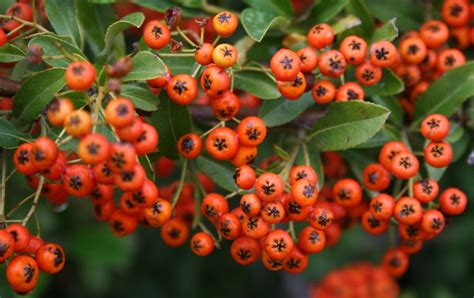 Garden Musings Perfectly Placed Pyracantha