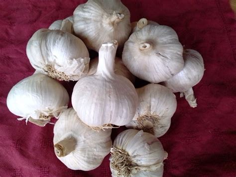 How To Grow Garlic Greens And Bulbs Women For Healthy Rural Living