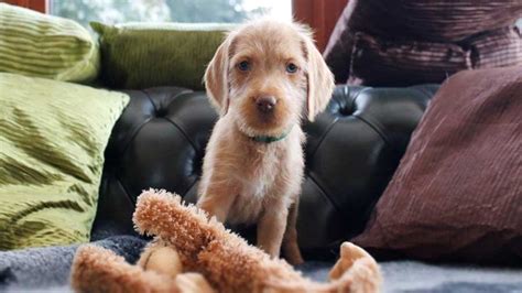Get a boxer, husky, german vizsla in dogs & puppies for rehoming in ontario. Wirehaired Vizsla - Price, Temperament, Life span