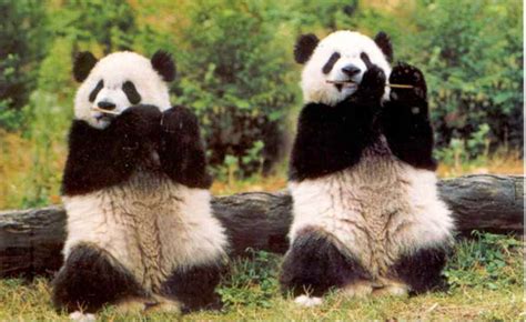 Los Maravillosos Pandas