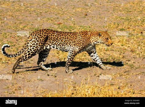 African Leopard Niche Leopards Panthera Pardus Predators Mammals