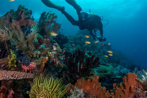 New Study Shows Preserving Marine Biodiversity Benefits People As Much