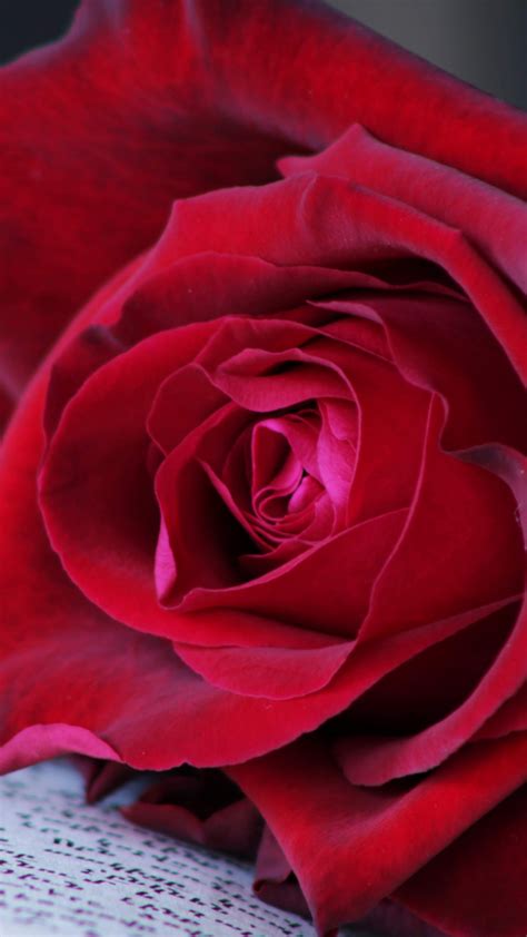 Download 720x1280 Wallpaper Red Rose Close Up Samsung Galaxy Mini S3