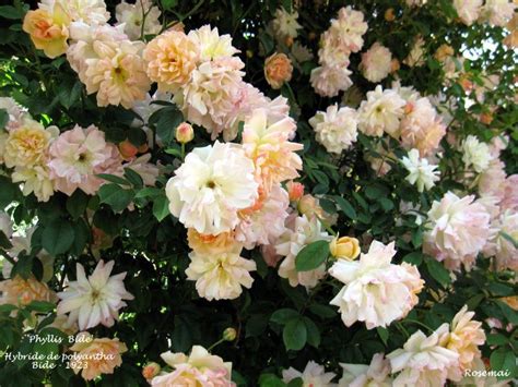Phyllis Bide Une Rose Ancienne Très Florifère à Voir Au Jardin De