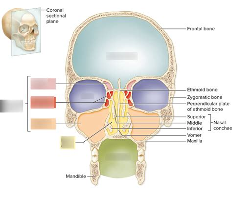 Cranial Cavity Of The Skull