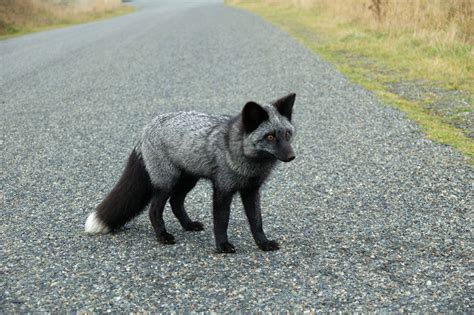Black Foxes In 45 Pictures Showing The Beauty Is Hidden In Their Fur