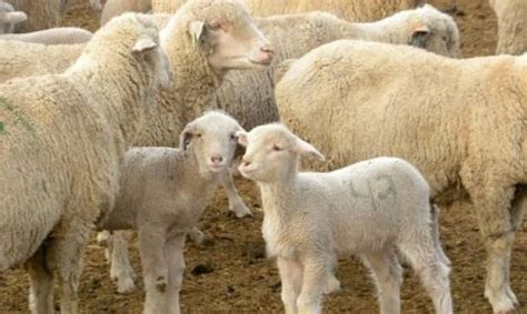 What Is Body Condition Scoring” In Sheep Sheep