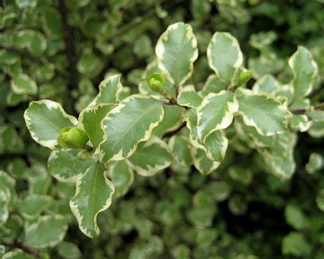 Pittosporum Eugeniodes Variegatum Gardensonline