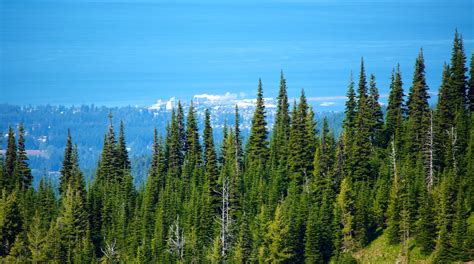 Hurricane Ridge Visitors Center Port Angeles Attraction Au