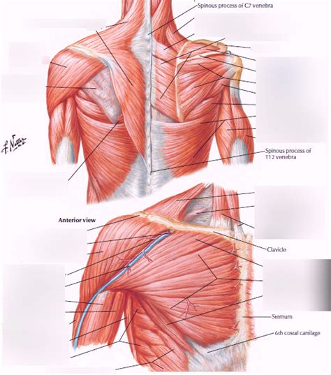 Labeled Chest Muscles Diagram Pectoralis Muscles Of T