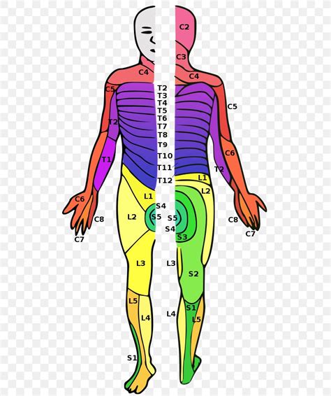 Images Of Spinal Cord Injury Cartoon