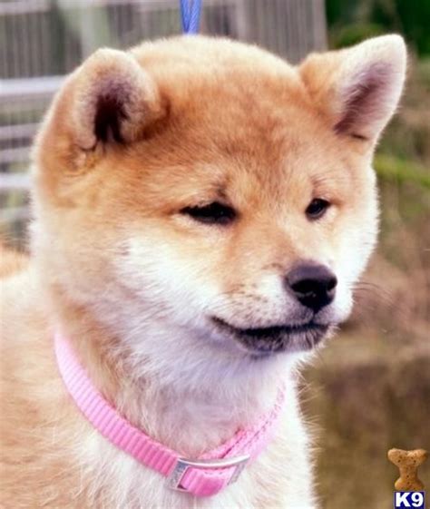 The shiba inu (柴犬, japanese: Shiba Inu Puppies - Bing Images | Cute animals, Shiba inu ...