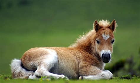 Really Cute Baby Horses