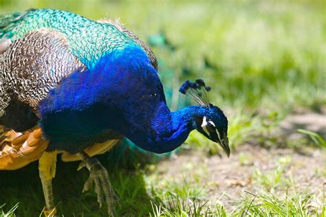 Peacock Hunting For Food Flickr Photo Sharing