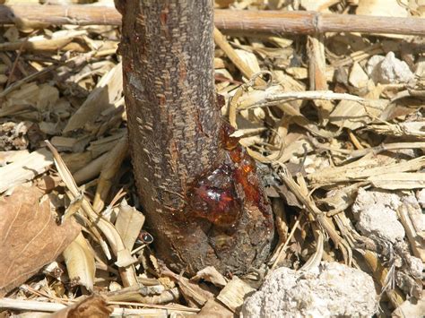 The timing is important, since pruning at the wrong time of year can expose the tree to disease. Xtremehorticulture of the Desert: Sap From Plum May or May ...