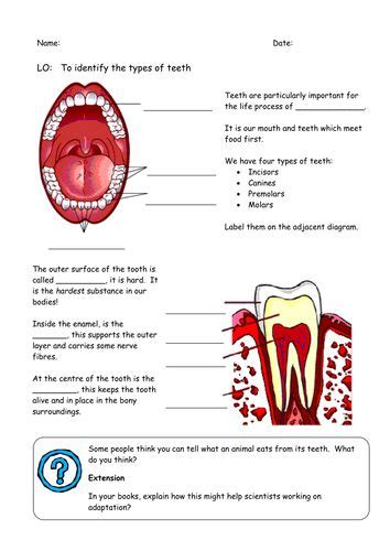Teeth Worksheet Teaching Resources Teeth Worksheet Human Body