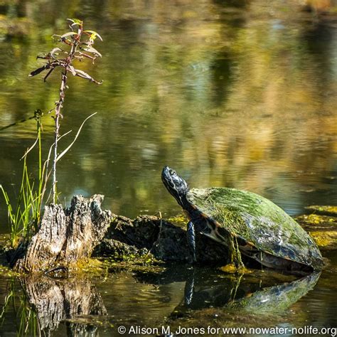 Louisiana The Atchafalaya Basin Mud Turtle ©alison M Jones Turtle