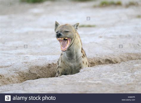 Amboseli Spotted Hyena High Resolution Stock Photography And Images Alamy