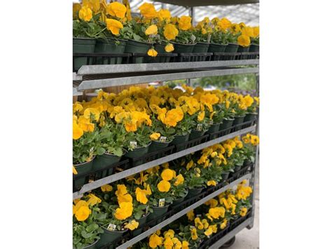 Pansy Winter Annual Stranges Florists Greenhouses And Garden Centers