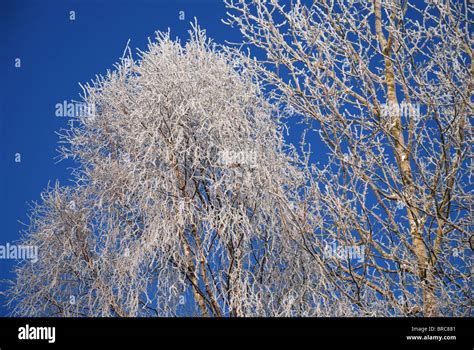 Hoar Frost In Tree Stock Photo Alamy