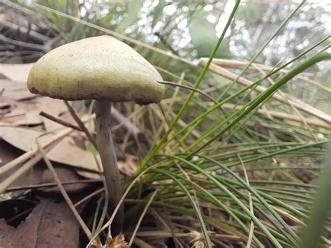 First Of The Season Psilocybe Subaeruginosa Rshrooms