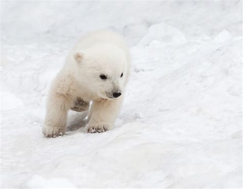 Watch A Little Polar Bear Cub Experience Snow For The First Time