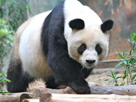 Men Who Killed Butchered Giant Panda Arrested In China Gokunming