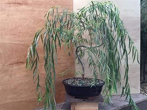 Willow Tree Bundle 1 Fast Growing Aussie Willow Trees 1 Weeping