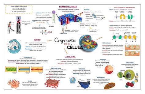 Mapa Mental De La Célula Partes De La Célula Células Eucariotas Udocz
