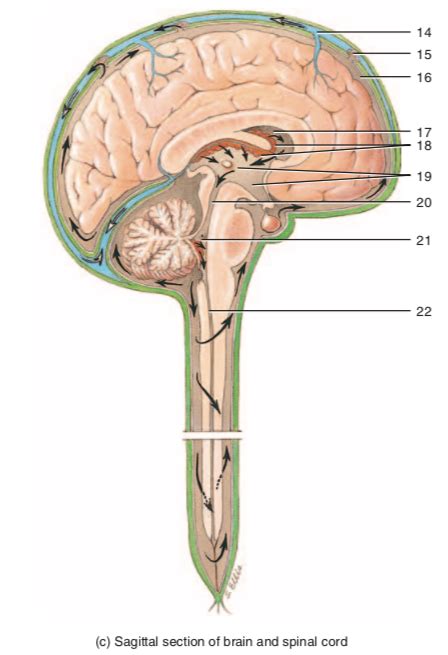 209 C Sagittal Section Of Brain And Spinal Cord Diagram Quizlet