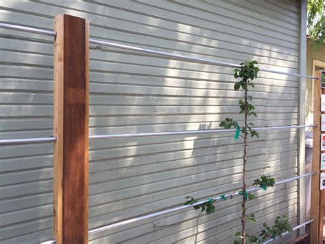67 Inspired For Espalier Trees Best Home Decor Ideas