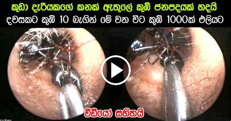 1000 giant ants removed from indian girls ear with ten emerging every day