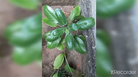 Miracle Leaf 🍃benefits And Propagation Youtube