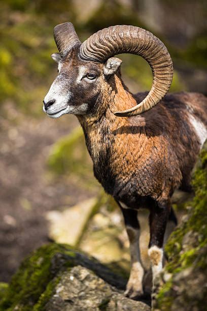 Royalty Free Mouflon Pictures Images And Stock Photos Istock