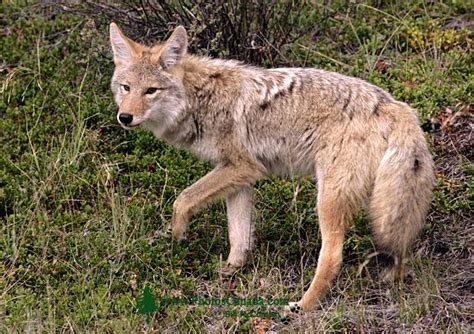 Gallery Coyote Photos Canadian Wildlife Stock