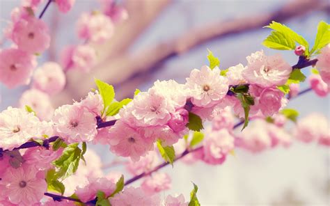 Cherry Blossom Flowers Pink Flowers Wallpapers Hd