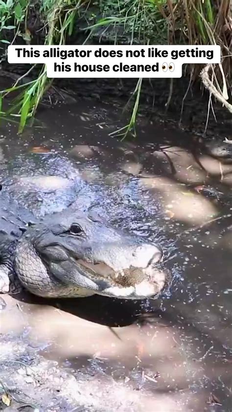 This Alligator Does Not Like Getting His House Cleaned 👀 Reels