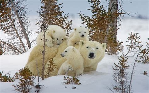 Canada National Park Polar Bear Bing 2018 Preview