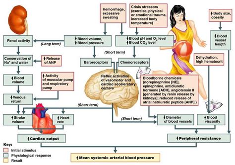 Arteries and veins are main blood vessels. Pin by Delia Bojaj on Biology | Cardiovascular system ...