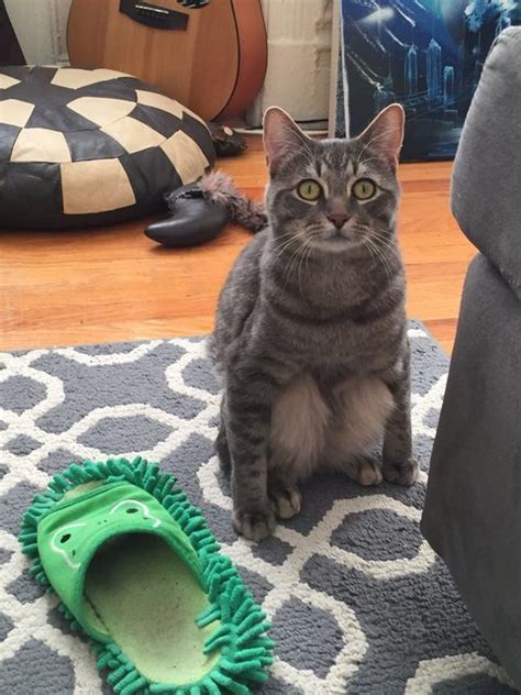 Hilarious Cats Sitting in Weird Positions – FuzzFeed