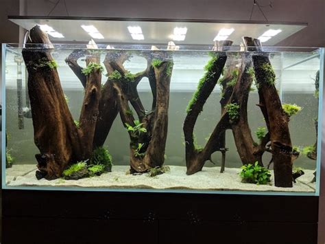 Studies have found that by watching fish in an aquarium is a proven way of lowering blood pressure and therefore aquascaping our way to health. Aquascaping-Bodengrund: So gelingt das Aquascape mit ...