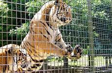 zoo animals zoos captivity mogo educate psu 2281 visitors actually youthvoices controversy els maltractament