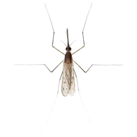 Gnat Fly Identification And Behavior Gnat Fly Control