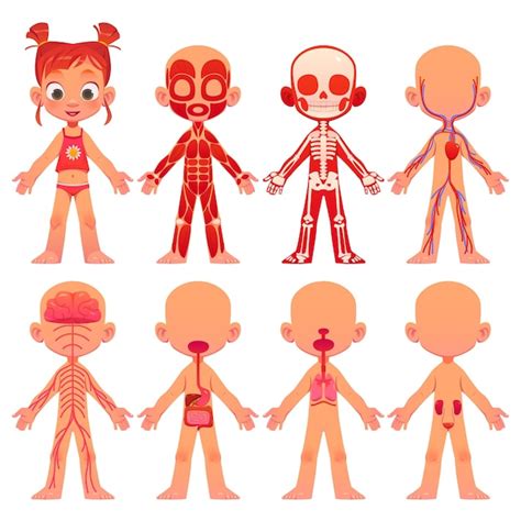 Colección De Anatomía De Dibujos Animados Para Niños Vector Gratis