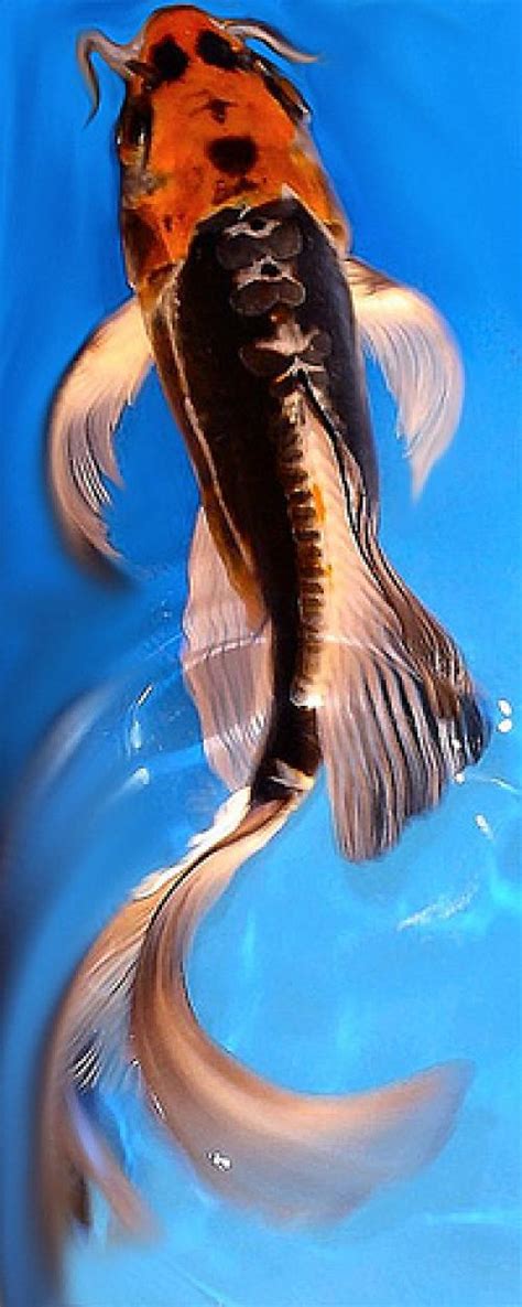 Browse the user profile and get inspired. butterfly koi : Biological Science Picture Directory ...