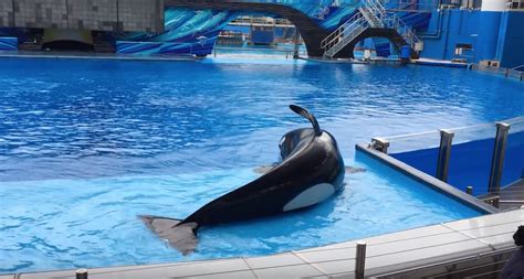 Orcas At Seaworld